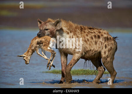 Avvistato iena con un bambino Thomson (Gazelle Gazella thomsonii), Ngorongoro Conservation Area, Serengeti, Tanzania Africa orientale Foto Stock