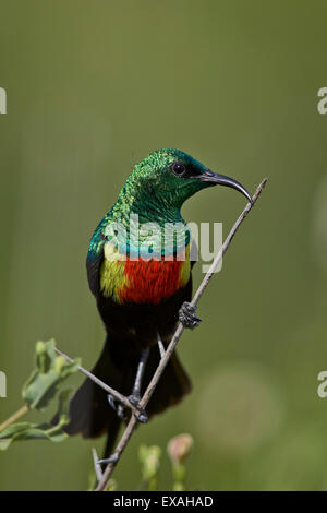 Bella sunbird (Cinnyris pulchella), maschio, Ngorongoro Conservation Area, Serengeti, Tanzania, Africa orientale, Africa Foto Stock