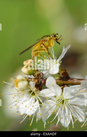 Maschio di sterco di giallo fly (Scathophaga stercoraria) permanente sulla prugnolo fiori, Wiltshire, Inghilterra, Regno Unito Foto Stock