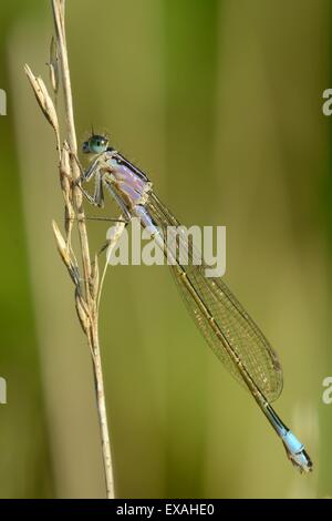 Femmina blu-tailed damselfly (Ischnura elegans), violetto forma, in appoggio su un erba secca gambo, Creech Heath, Dorset, England, Regno Unito Foto Stock