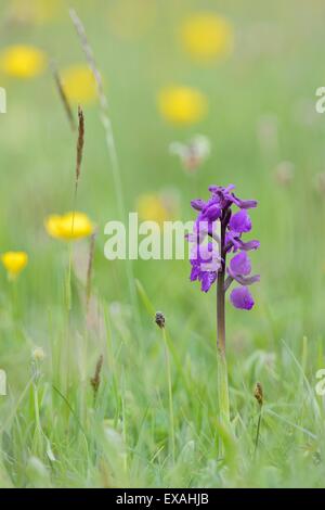 Verde-alato fioritura di orchidee in un prato di fieno al fianco di prato renoncules (Ranunculus acris), Wiltshire, Inghilterra, Regno Unito Foto Stock