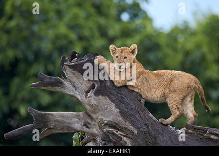 Lion (Panthera leo) cub su un albero abbattuto tronco sotto la pioggia, il cratere di Ngorongoro, Tanzania, Africa orientale, Africa Foto Stock