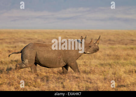 Rinoceronte nero (gancio a labbro rinoceronte) (Diceros simum) acceso, il cratere di Ngorongoro, Tanzania, Africa orientale, Africa Foto Stock