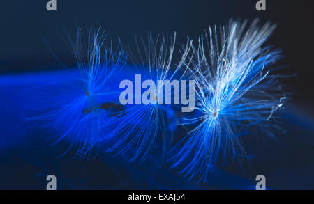 Orologio di tarassaco paracaduti macro shot, messa a fuoco locale Foto Stock