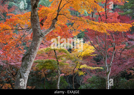 Alberi di acero in autunno, Momijidani Park (Giapponese Maple Park), l'isola di Miyajima, Western Honshu, Giappone, Asia Foto Stock