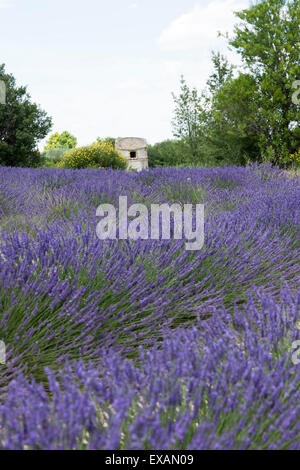 Un close-up su ibridi di piante di lavanda, vicino Moustiers Ste Marie (Francia). Champ de lavandina près de Moustiers Ste Marie (Francia). Foto Stock