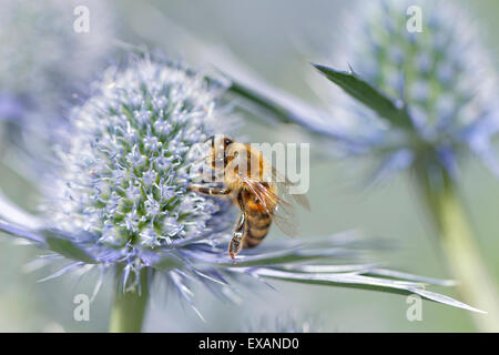 Il miele delle api su Erygngium 'Sapphire Blue' (nome comune mare Holly) Foto Stock