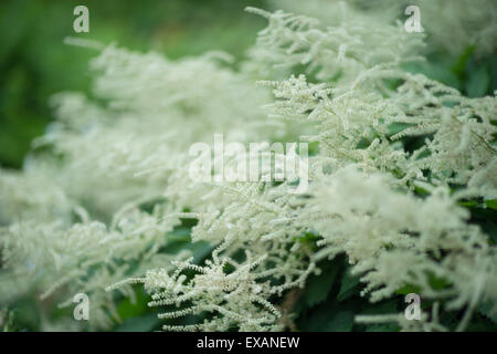 Aruncus dioicus capra, barba buck's-barba della sposa fiore di piume Foto Stock