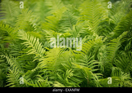 Comune felce maschio Dryopteris filix-mas fresche foglie verde Foto Stock