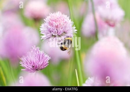 Un bombo su un fiore di erba cipollina testa Foto Stock