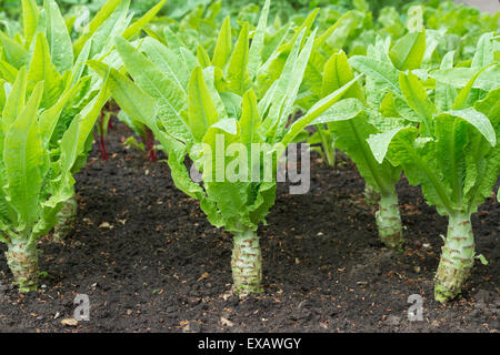 Lactuca sativa var. asparagina. Celtuce piante in un orto Foto Stock