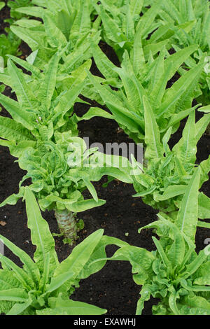 Lactuca sativa var. asparagina. Celtuce piante in un orto Foto Stock