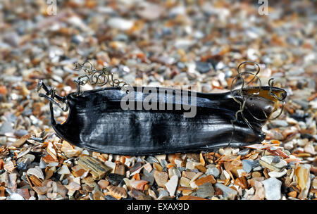 Caso di uovo / Sirene portamonete di una piccola-spotted gattucci / minore gattuccio (Scyliorhinus canicula) lavato sulla spiaggia Foto Stock