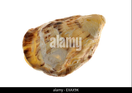 Pacific oyster / ostrica giapponese / Miyagi ostrica (Crassostrea gigas) nativa per la costa del Pacifico in Asia su sfondo bianco Foto Stock