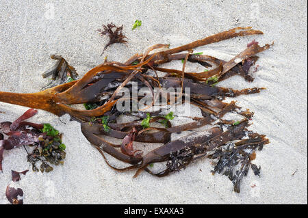 Furbellow kelp (Saccorhiza polyschides) si è incagliata sulla spiaggia Foto Stock