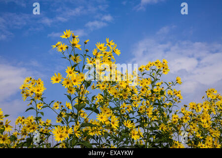 Girasoli gialli selvatici contro un cielo blu nella contea di Lancaster, Pennsylvania, Stati Uniti, fiori selvatici isolato giardino cielo blu. Oro giallo PANTONE Foto Stock