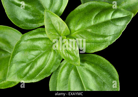 Dolce giovani foglie di basilico closeup. Foto macro dal di sopra su sfondo nero. Foto Stock