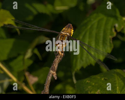 Una bella libellula seduto su un ramoscello Foto Stock