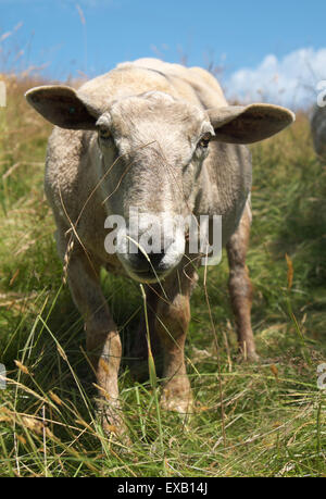 Pecora appena troncare il pascolo tra erba alta in Herefordshire UK nel mese di luglio Foto Stock