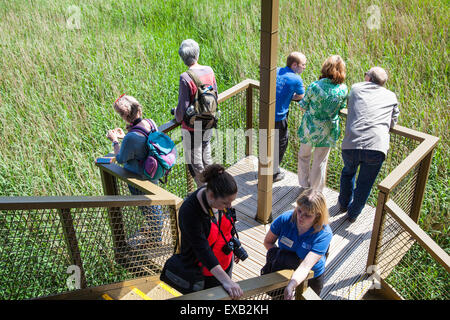 I visitatori di Leighton Moss godendo la Sky Tower antenna piattaforma di visualizzazione che si affaccia sulla riserva naturale da treetop altezza Foto Stock