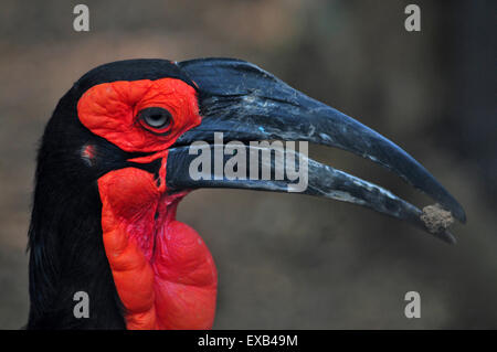 Terra africana hornbill bucorvus leadbeateri closeup Foto Stock