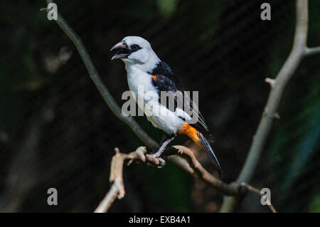 Testa bianca buffalo weaver bird Foto Stock