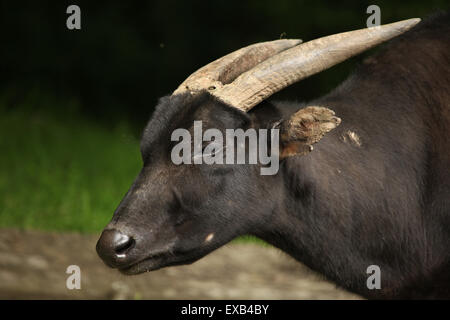 Anoa di pianura (Bubalus depressicornis) a Usti nad Labem Zoo in Boemia settentrionale, Repubblica Ceca. Foto Stock