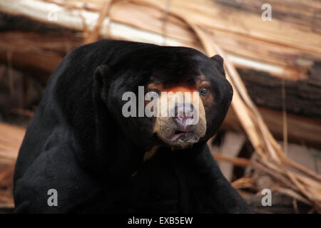 Sun: la malese bear (Helarctos malayanus) a Usti nad Labem Zoo in Boemia settentrionale, Repubblica Ceca. Foto Stock