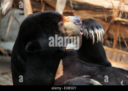 Sun: la malese bear (Helarctos malayanus) a Usti nad Labem Zoo in Boemia settentrionale, Repubblica Ceca. Foto Stock