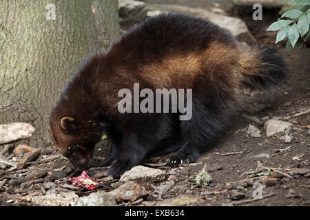 Wolverine (Gulo gulo), noto anche come il ghiottone a Usti nad Labem Zoo in Boemia settentrionale, Repubblica Ceca. Foto Stock