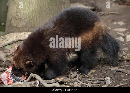 Wolverine (Gulo gulo), noto anche come il ghiottone a Usti nad Labem Zoo in Boemia settentrionale, Repubblica Ceca. Foto Stock