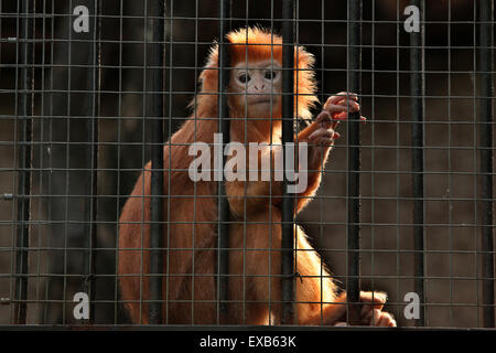 Iavan lutung (Trachypithecus auratus), noto anche come Iavan langur a Usti nad Labem Zoo in Boemia settentrionale, Repubblica Ceca. Foto Stock