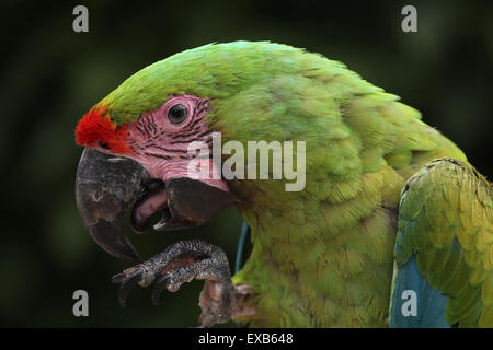 Grande green macaw (Ara ambiguus), noto anche come il grande macaw militare o Buffon's macaw a Usti nad Labem Zoo, Repubblica Ceca Foto Stock