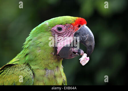 Grande green macaw (Ara ambiguus), noto anche come il grande macaw militare o Buffon's macaw a Usti nad Labem Zoo, Repubblica Ceca Foto Stock