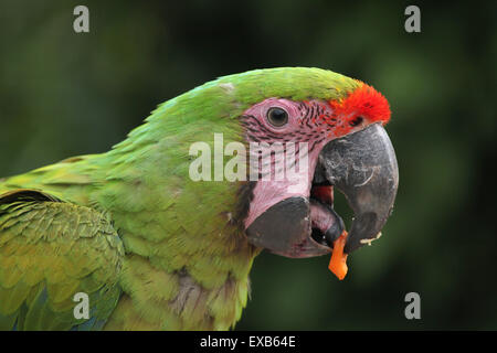 Grande green macaw (Ara ambiguus), noto anche come il grande macaw militare o Buffon's macaw a Usti nad Labem Zoo, Repubblica Ceca Foto Stock