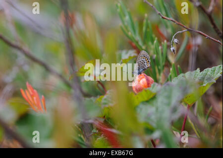 Argento-blu chiodati farfalla posata su cloudberry. Foto Stock