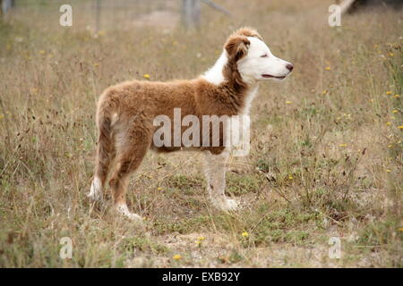 Giovani collie cane, stando in piedi in campo, Australia Foto Stock