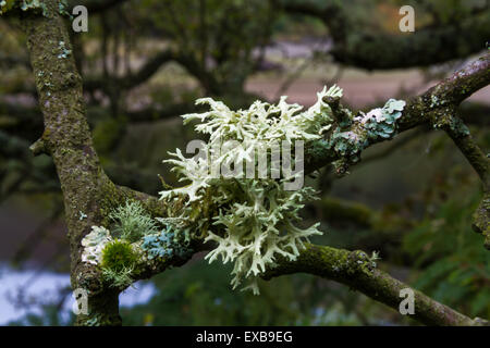 Il Lichen evernia prunastri, muschio di quercia, crescente sul ramo, Regno Unito. Utilizzato se francese industria del profumo. Foto Stock