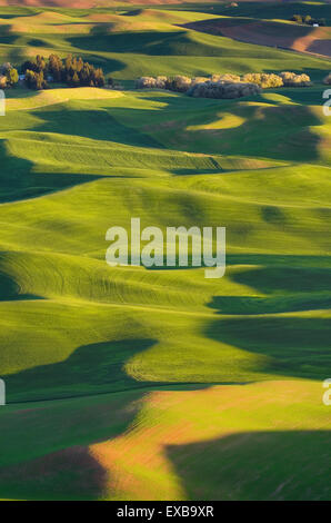 Le colline di verdi campi di grano visto da Steptoe Butte, la regione Palouse dell'Inland Empire di Washington Foto Stock