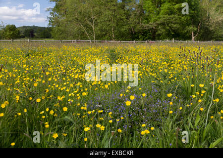 Shropshire hills discovery center a craven arms Foto Stock