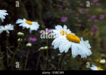 Pedane. nel giardino. Foto Stock