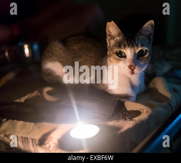 Bella bengalensis cat Foto Stock