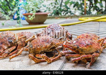 Close up spide granchi, Maja squinado Herbst: carapace, artigli e gambe Foto Stock