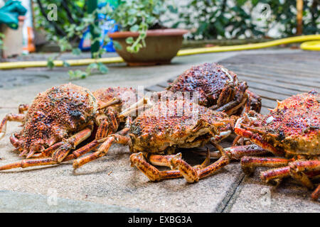 Close up spide granchi, Maja squinado Herbst: carapace, artigli e gambe Foto Stock