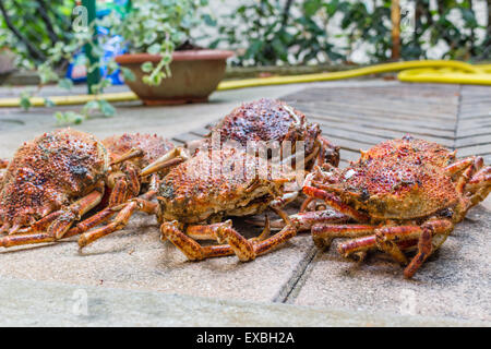 Close up spide granchi, Maja squinado Herbst: carapace, artigli e gambe Foto Stock