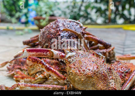 Close up spide granchi, Maja squinado Herbst: carapace, artigli e gambe Foto Stock