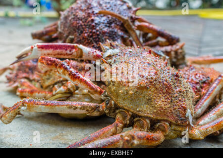 Close up spide granchi, Maja squinado Herbst: carapace, artigli e gambe Foto Stock