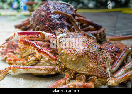 Close up spide granchi, Maja squinado Herbst: carapace, artigli e gambe Foto Stock