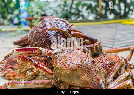 Close up spide granchi, Maja squinado Herbst: carapace, artigli e gambe Foto Stock