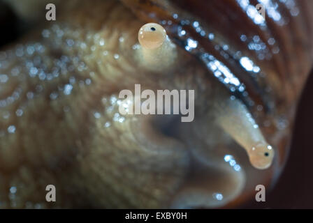 Foto creativo uva lumache(Helix pomatia) Foto Stock